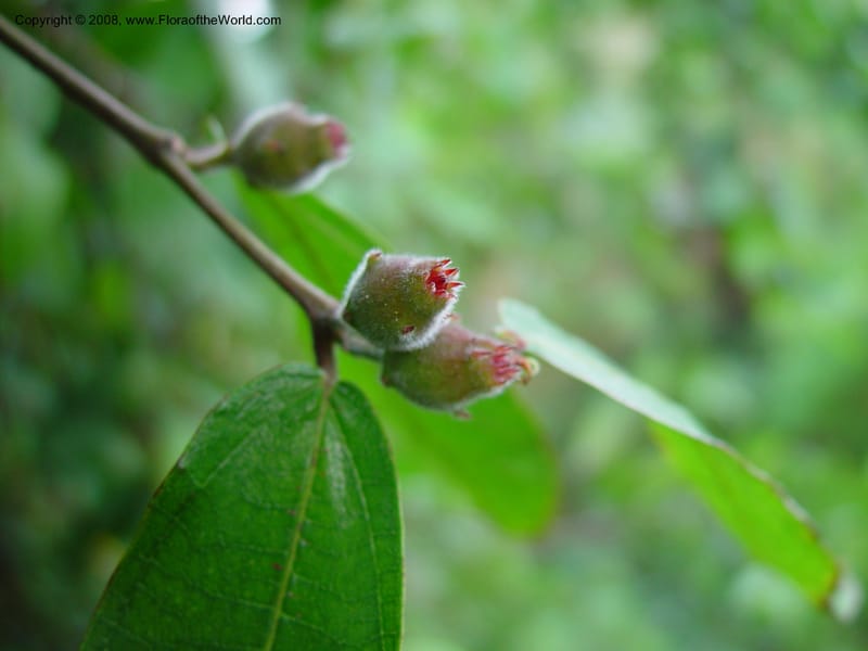 Ficus coronata--CA. UCLA. Mathias Bot. Gard. 13 Feb 03. 057.jpg