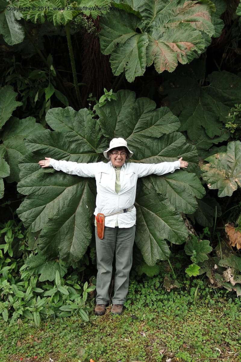 Gunnera brephogea, Ulloa, C 2180--Ecuador. Pichincha. Reserva Yanacocha. 11 Jun 2011. 360 (2).jpg