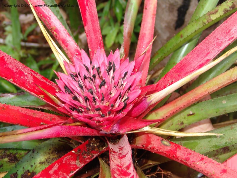 Aechmea, Neill 15921--Ecuador. Prv. Zam. Ch. C del Condor. Wawaime plot. 22 Sep 07. 418 (4).jpg