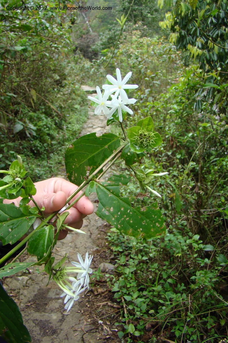 Gardenia, Regalado 1658--Viet Nam.Hoang Lien Son. 7 Apr 09. 072.jpg