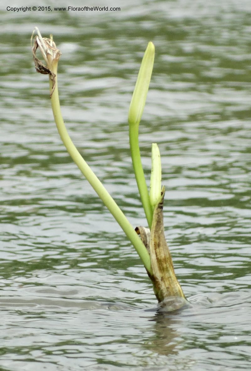 Crinum natans, Elias Ndive 189--Cameroon. Kumba River, Kumba. 23 Mar 2014. DSC03541 (22).JPG