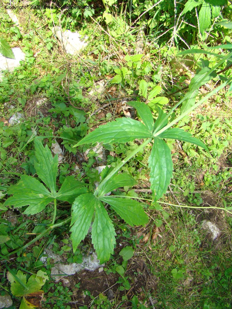 Ranunculus aconitifolius, CDavidson11256--Slovenia. Gorenska Reg. Velika Planina. 6 Jul 08. 165.jpg