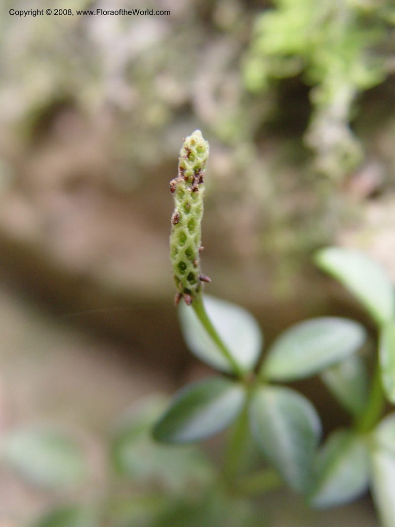 Peperomia tetraphylla--So Africa. No. Drakensberg Mts. Royal Nat. Res. Thendele. 6 Oct 03. 051.jpg