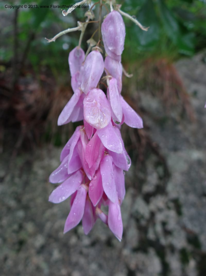Indigofera fortunei, Davidson, C 11997--China. Zhejiang Prov. Tian Mu Shan. 2 Jun 2012. DSC01554 (235).JPG
