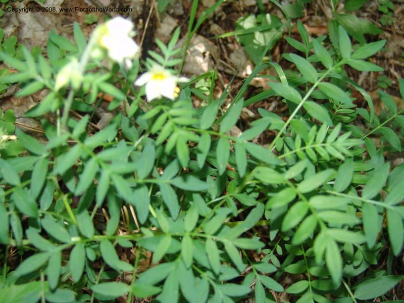 Polemonium foliosissimum v. flavum--AZ. Coconino Co. Oak Cr Canyon. W Fork Trail 108. 4 Sep 04. 131.jpg