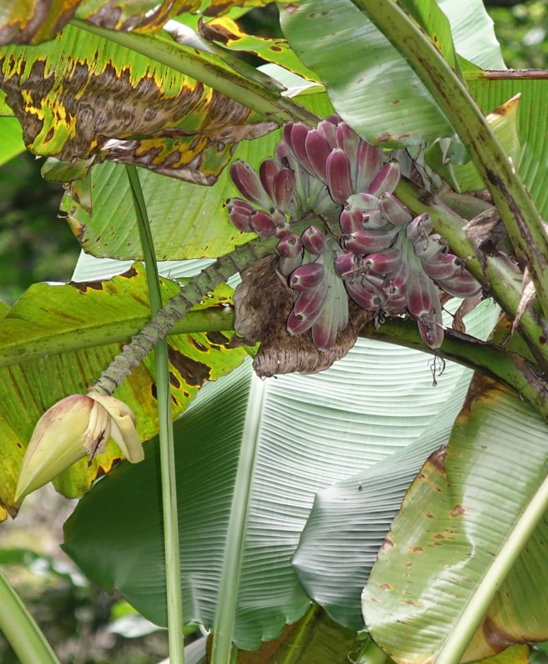 Musa formosana, Chung Kuo-Fang 3351--Taiwan. Wulai Distr. Wulai village. Hsing Hsian Trail. 19 May 2016. DSC03046 (126).JPG