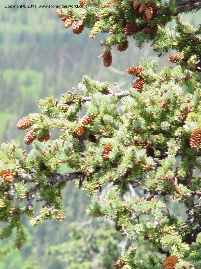 Picea pungens--AZ. Coconino Co. San Francisco Pk. 7 Jun 03. 052.jpg