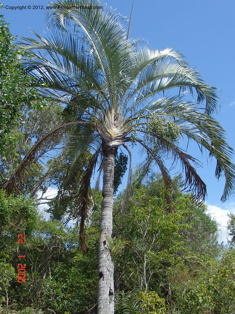 Dypsis decaryii, Not collected-Madagascar 22 Jan 2006  099 (4).jpg