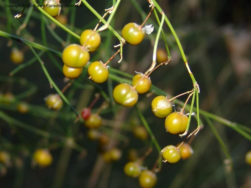 Asparagus virgatus--So.Africa. E. Cape. Joubert's Pass, SE of Lady Gray. 9 Mch 05. 310.jpg