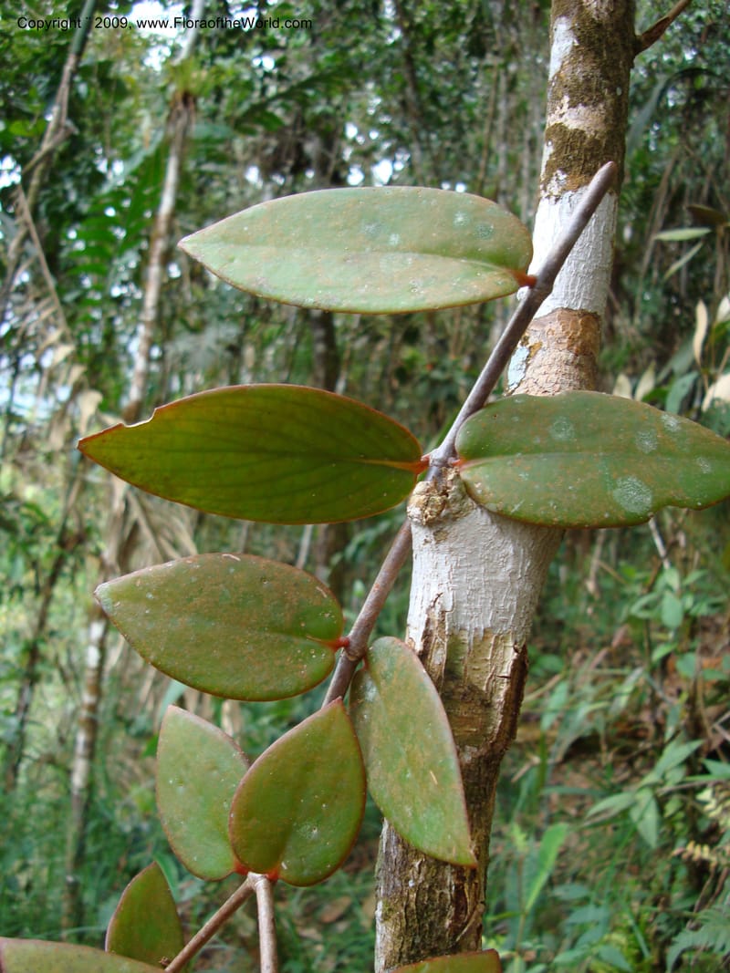 Notopleura epiphytica, D. Neill 15924--Ecuador.Prov.ZamoraC.WawaimePlotEcuacorriente 22 Sep 2007 268 (2).jpg