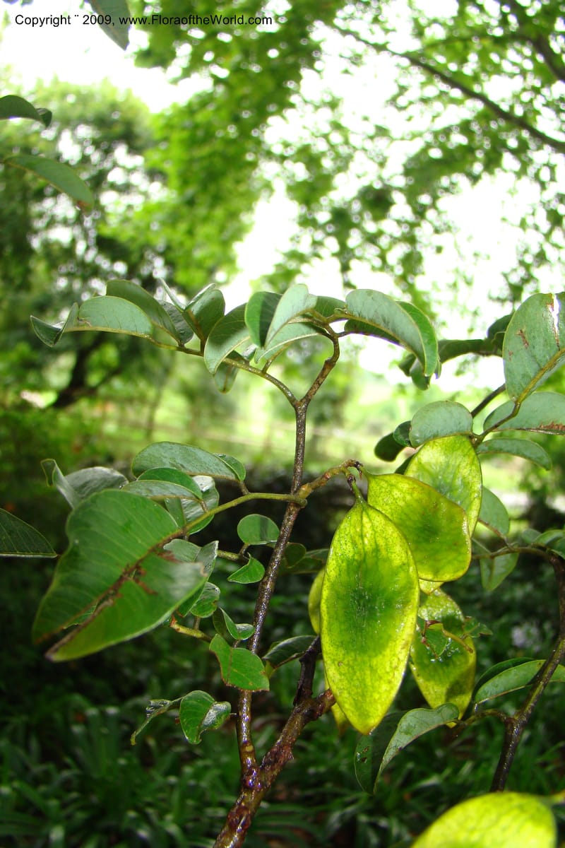 Dalbergia, Z. Rogers 1359--South Africa. KwaZulu-Natal. 29 Jan 09. 036.jpg