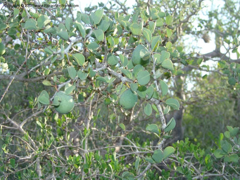Ximenia perrieri, Z.Rogers865A--Madag. Prov. Toleara. La Table. 14 Jan 06. 138.jpg