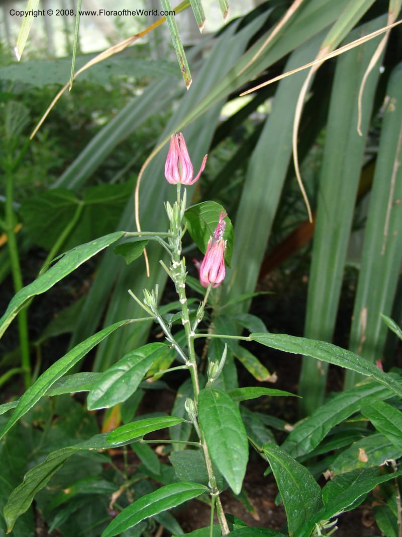 Pavonia multiflora--IL. Chicago. Garfield Park Conservatory. 30 Jun 05. 046.jpg