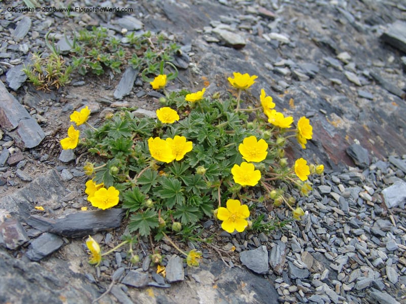 Potentilla--Georgia. Kazbeki . Trail-road to Sameba Church. 2 Jun 05. 392.jpg