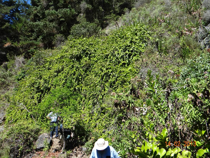 Griselinia scandens, W. D. Stevens 34067--Chile, Reserva Tanume, 14 Feb 2013  7977 (13).JPG