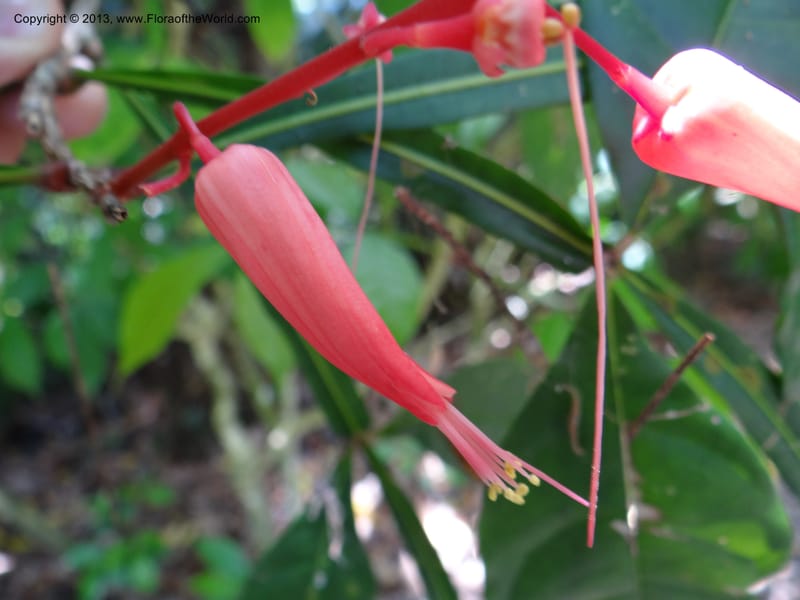 Quassia amara--Australia. Queensland. Cairns B. G. DSC09035 (103).JPG