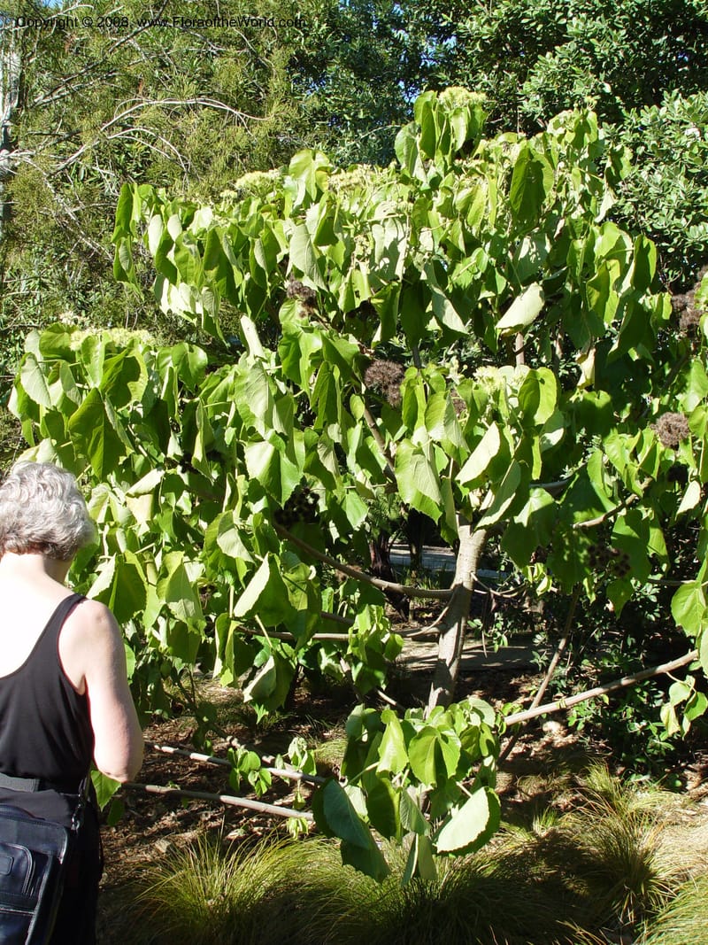 Entelea arborescens--CA. Strybing Arb. 26 Oct 03. 148.jpg