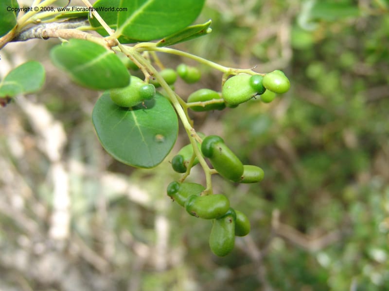Apodytes dimidiata--So.Africa. E. Cape. Uitenhage Nat. Res. 6 Mch 05. 107.jpg