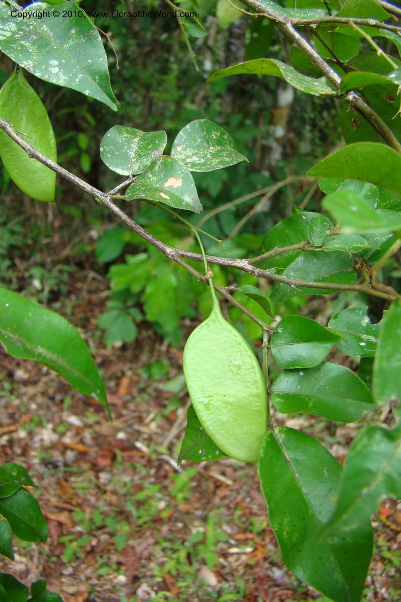 Swartzia, Vasquez 34766--Peru. Loreto. Dist. Nauta. Miraflores, Rio Tigre. 10 Nov 08. 476.jpg