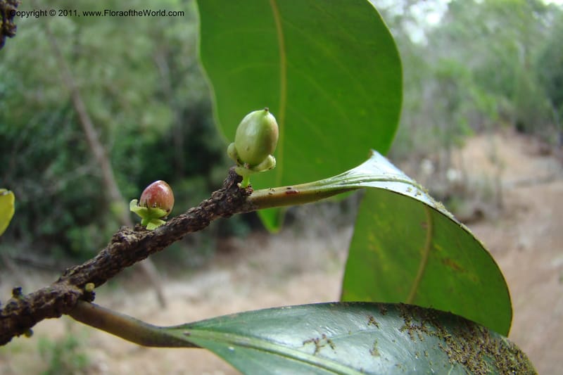 Casearia, M. Callmander 782--New Caledonia. Upper Tene River Valley. 19 Jan 2010. 504 (90).jpg