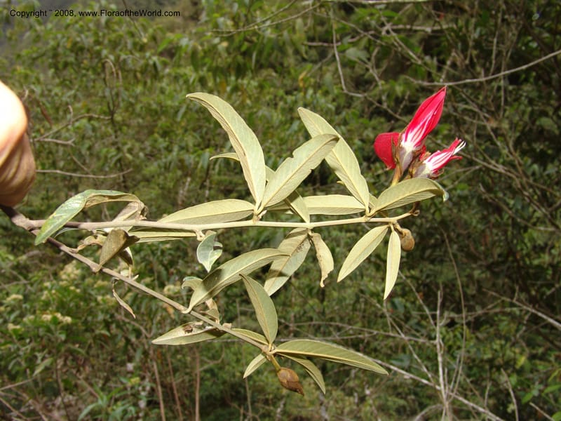 Collaea speciosa, AAraujoM2869--Bolivia. Pq. Nal. Apolobamba. E of Charazani. 16 Sep 06. 165.jpg