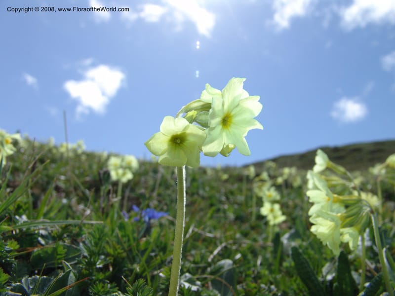 Primula ruprechtii--Georgia. Vic. of Tskhrats'karo Pass. 7 Jun 05. 018.jpg