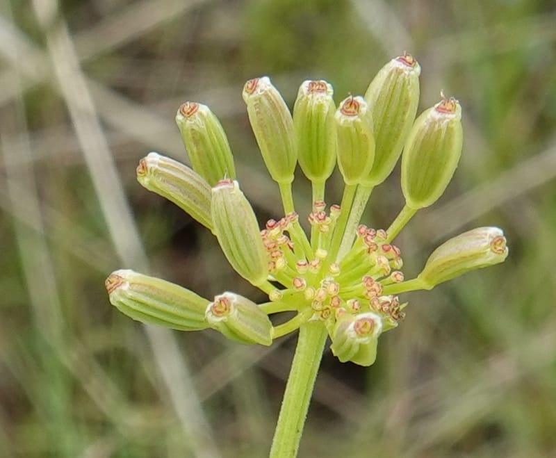 Lomatium triternatum, C. Davidson 13753--Oregon. Wallowa Co. Zumwalt.Trail Cr. Rd. 4 Jun 2018. DSC04078 (117).JPG