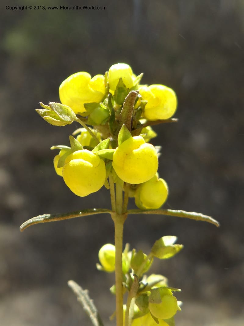 Calceolaria, WDS 34050--Chile. Pichilemu. 13 Feb 2013. DSC00590 (194).JPG