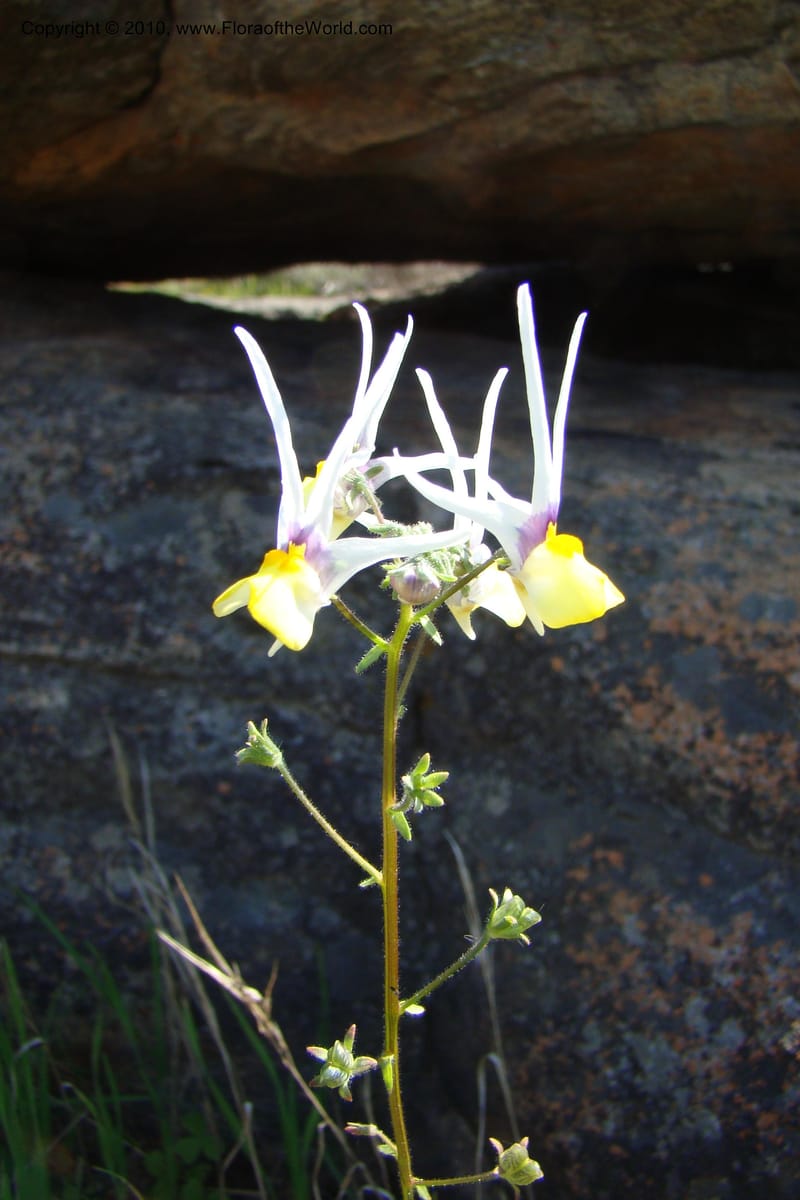 Nemesia cheiranthus, C. Davidson 11523--South Africa. Northern Cape. Papkuilsfontein. 25 Aug 09. 275 (1).jpg