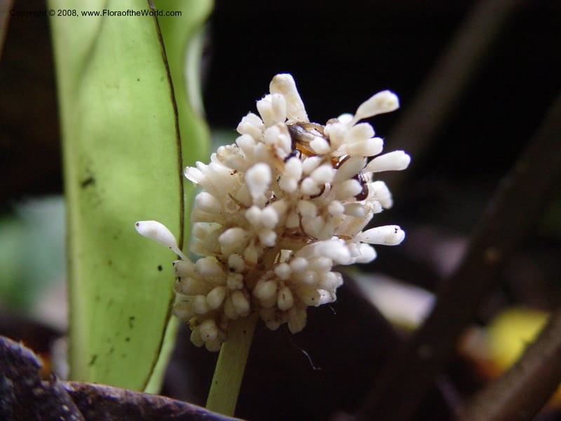 Palisota barteri-Cameroon. Bimbia Mangrove Nat. Trail. 8 Dec 03. 034.jpg