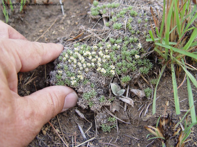 Helichrysum caespititium--So. Africa. No. Drakensberg Mts. Royal Nat. Res. Thendele. 6 Oct 03.  158.jpg