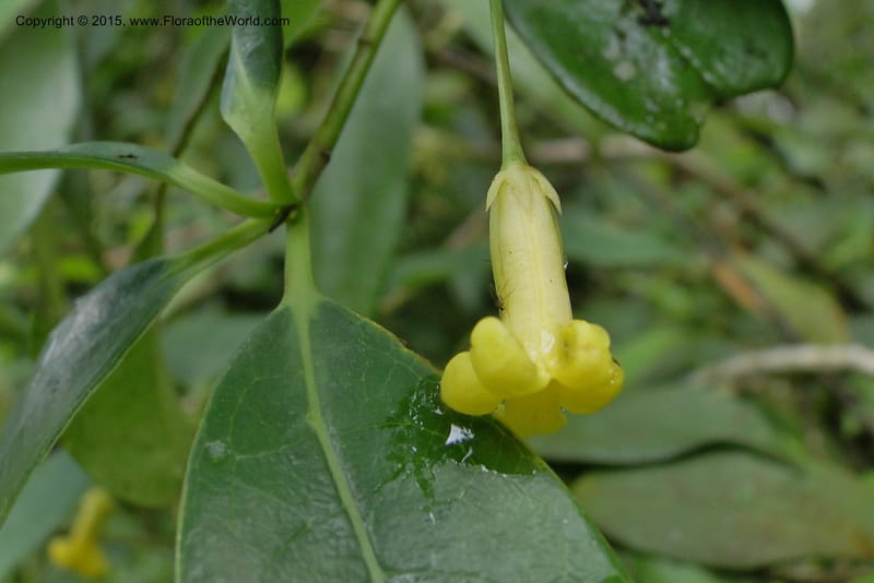 Pittosporum, Regalado 1773--Viet Nam. Ban Khoang Commune. 4 May 2011. 095 (3).jpg