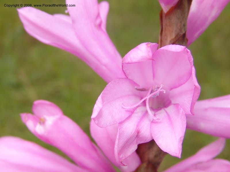Watsonia densiflora--So.Africa. E. Cape. Umtamvuna Nat. Res. 11 Mch 05. 404.jpg