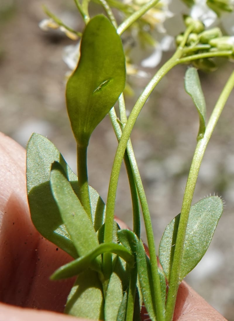 Arabis nuttallii, C. Davidson 14036--ID, Valley Co. Elkl Summit. 18 July 2019. DSC00995 (35).JPG