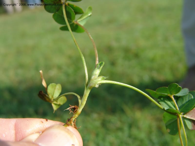 Trifolium burchellianum cf--Kenya. Brooks Bond Tea Estate, Kericho. 10 Jul 04. 099.jpg
