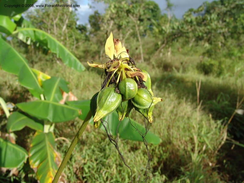 Tacca--Tanzania. Hwy B1. W of Muheza. 28 Jun 04. 329.jpg