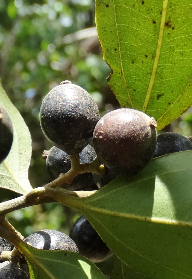Cryptocarya, Lowry, P 7345--Fiji. Vesidrua Vill. 5 Nov 2015. DSC09215 (270).JPG