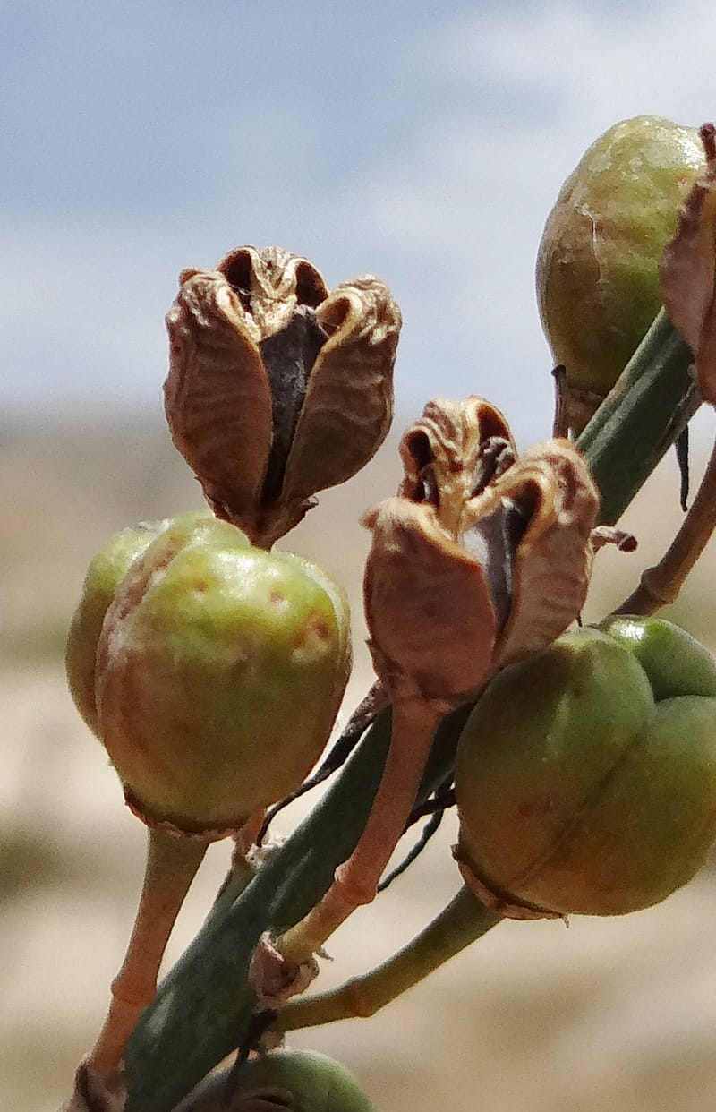 Asphodelus microcarpus--Kurdistan. Germaspan. 21 May 2013. DSC04190 (45).JPG