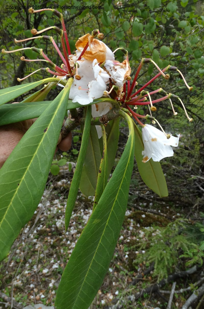 Rhododendron, Boufford, D 43641--China. Sichuan. XiaYingShan to XiangZhai. 10 May 2014. DSC05109 (252).JPG