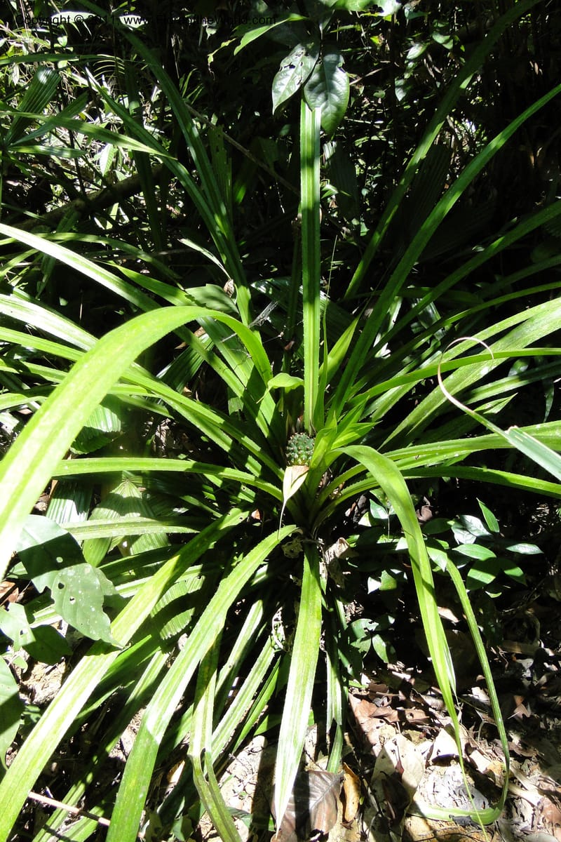 Pandanus tonkinensis, Regalado 1861--Viet Nam. Unknown mountain. 10 May 2011. 162 (46).jpg
