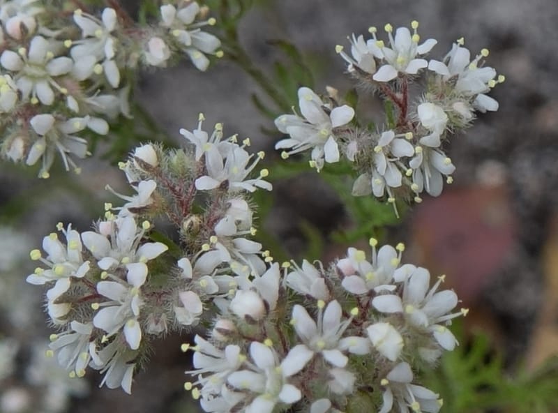 Eremosyne pectinata, Davidson, C 13494--Australia. W. A. Two People's Bay Nat. Res. 29 Oct 2016. DSC06475 (5).JPG
