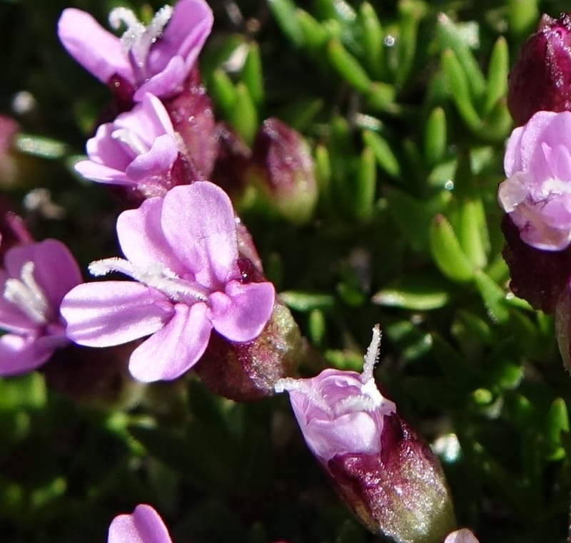 Silene exscapa, Callmander, M 1279--Switzerland. Furkapass. 1 Jul 2016. DSC06826 (168).JPG