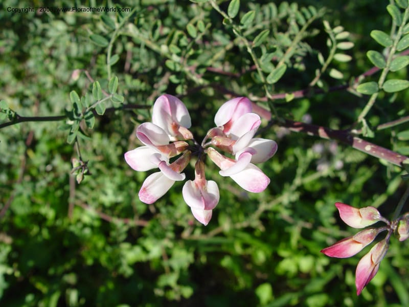Coronilla viminalis, 2003.0306--Spain. Barcelona Botanic Garden. 21 Apr 04. 001.jpg