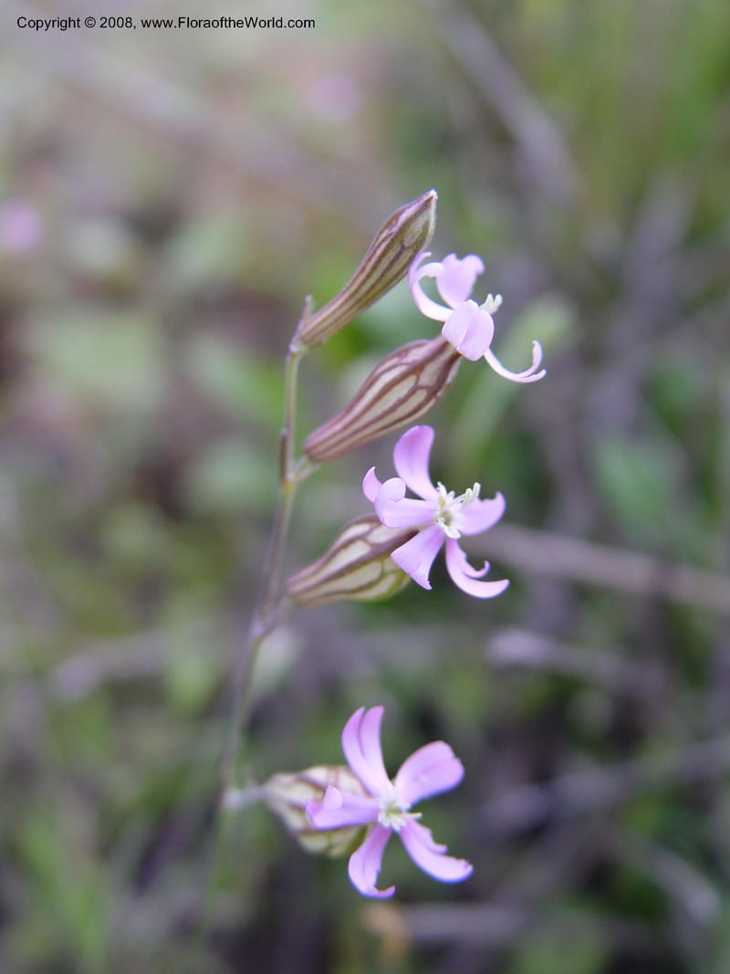 Silene colorata--Spain. Andalucia. E of Orgiva. Barranco de los Lobos. 14 Apr 04. 146.jpg