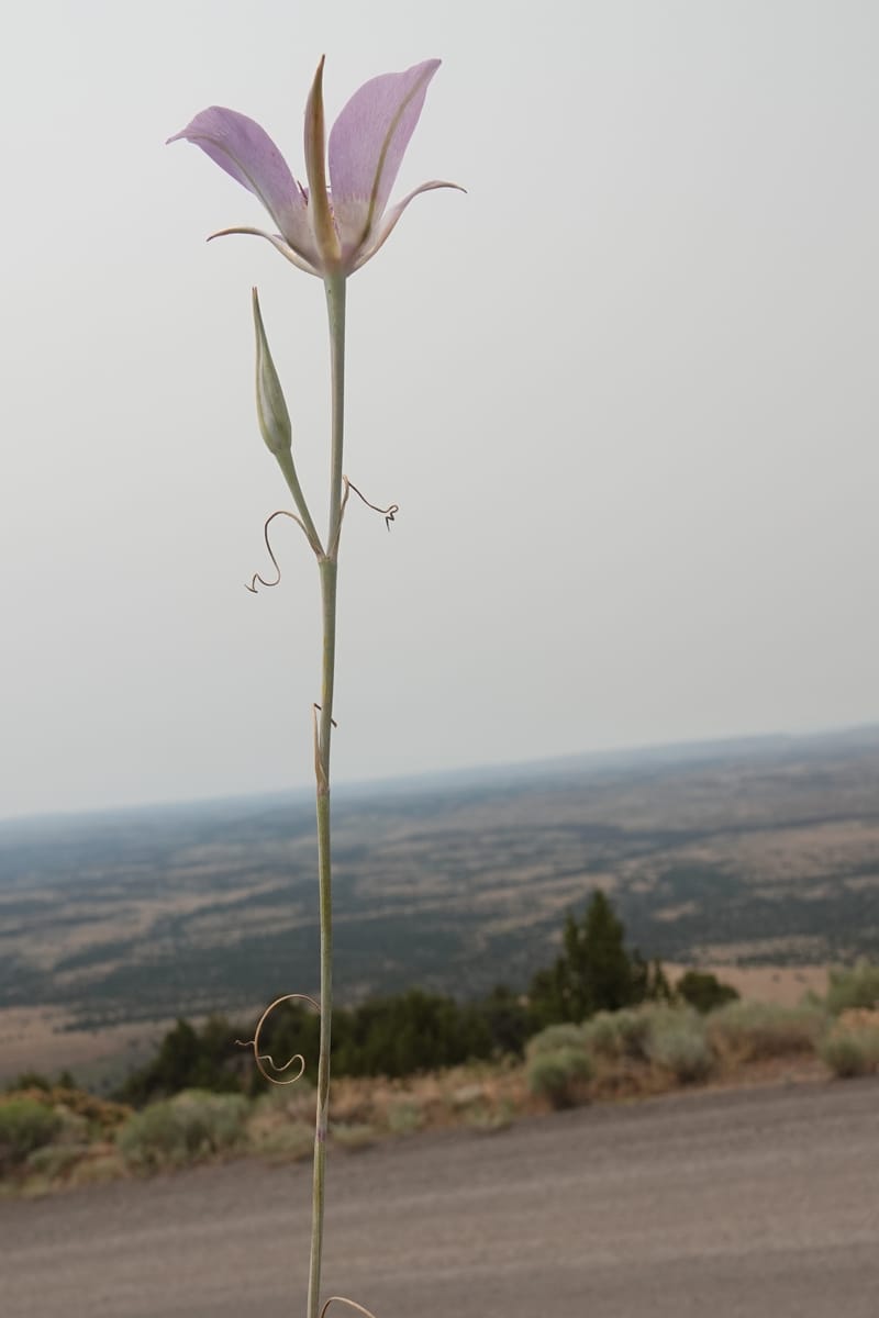 Calochortus macrocarpus, Davidson 14231--OR. Harney Co. Steens Mtn. July 2021. DSC09986 (880).JPG