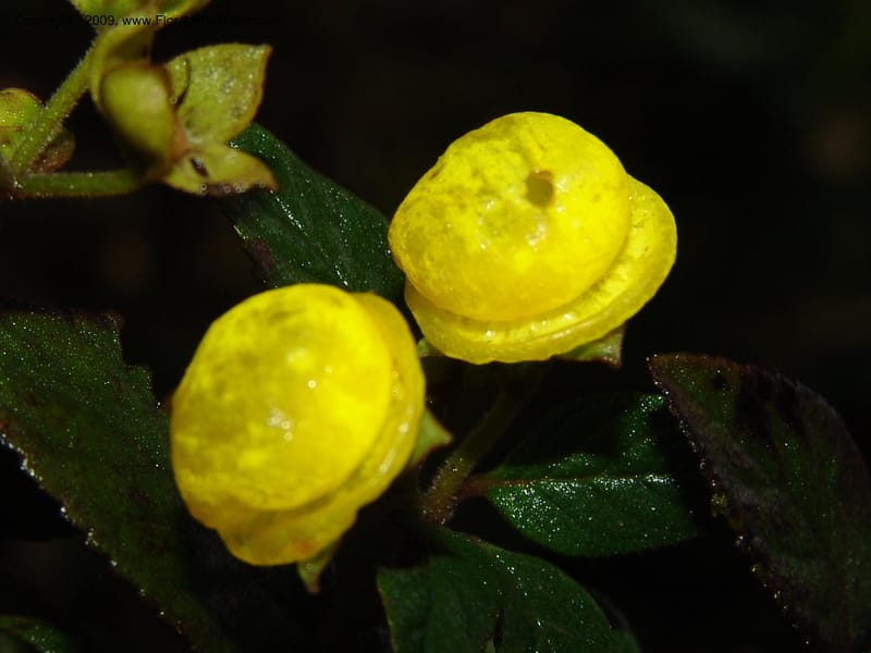 Calceolaria, DNeill16028--Ecuador. Prov. Zam. Ch. Podocarpus N. Pk. 26 Sep 07. 093.jpg