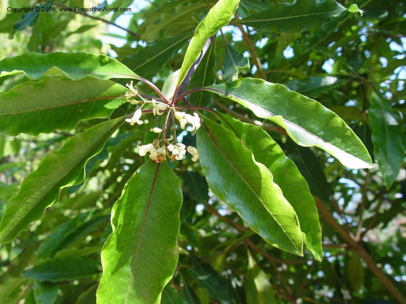 Pittosporum undulatum--Spain. Blanes. Marimurtra Bot. Gard. 24 Apr 04. 019.jpg