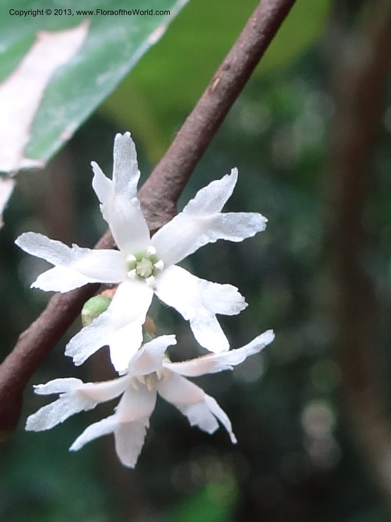 Erycibe, SAN.153261--Malaysia, Sabah. Kebun Cina. 12 Apr 2012. DSC08450 (22).JPG