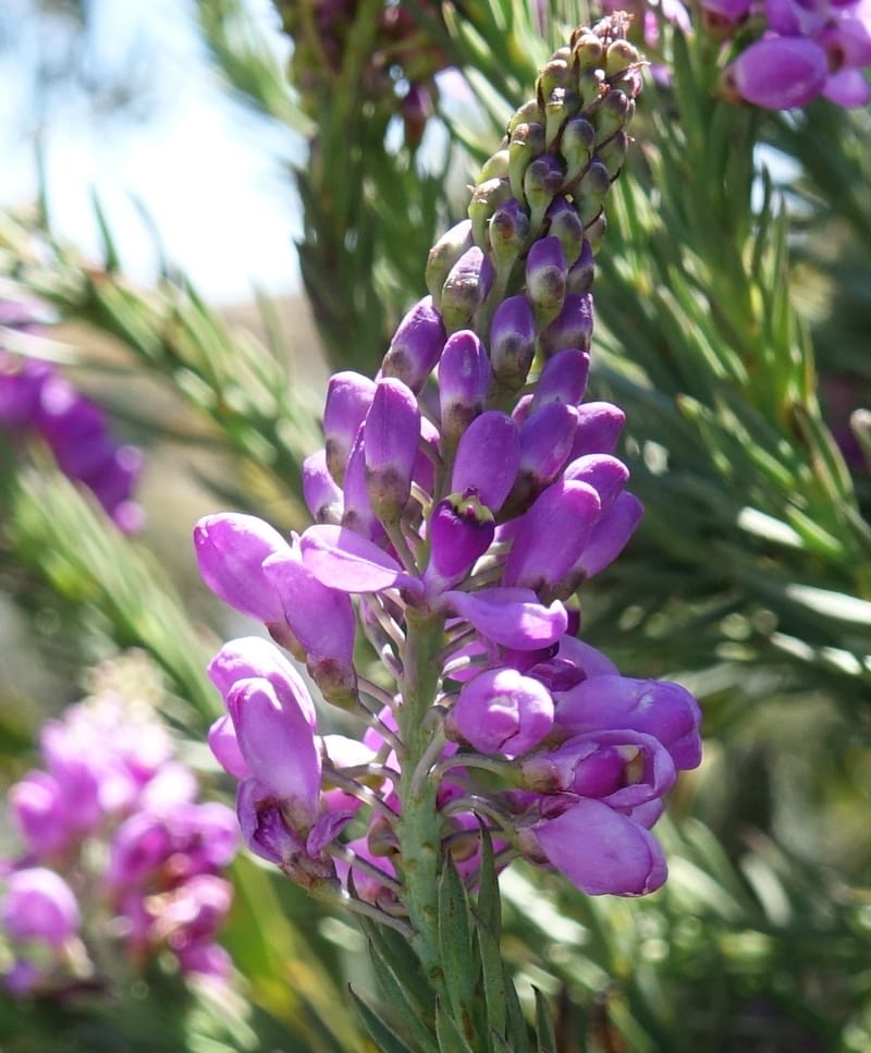 Comesperma, Davidson, C 13424--Australia. W.A. Green Head-Coorow Rd. Stop 2. 24 Oct 2016. DSC04873 (1).JPG