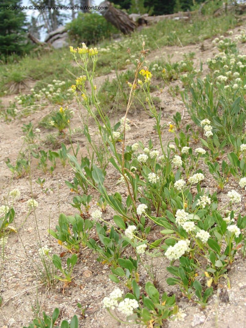 Eriogonum pyrolaefolium v. coryphaeum, CDavidson11099--ID. Valley Co. Top of Brundage Mtn.. 15 Jul 07. 025.jpg